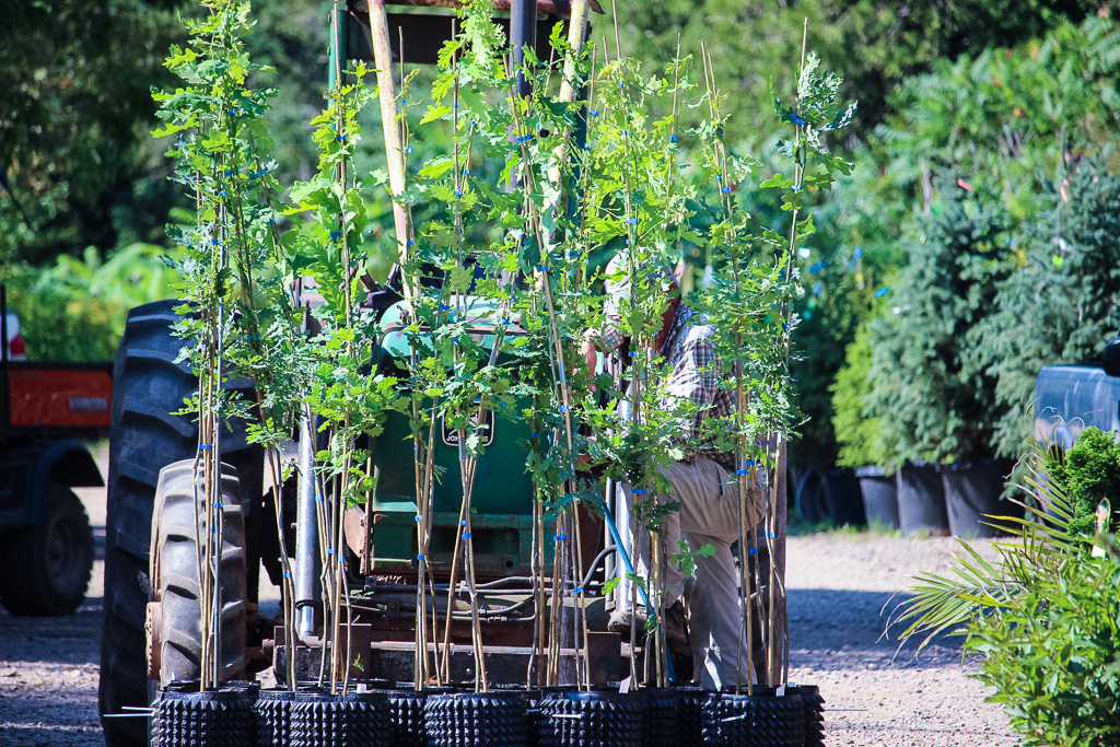 trees freshly potted pallet trees
