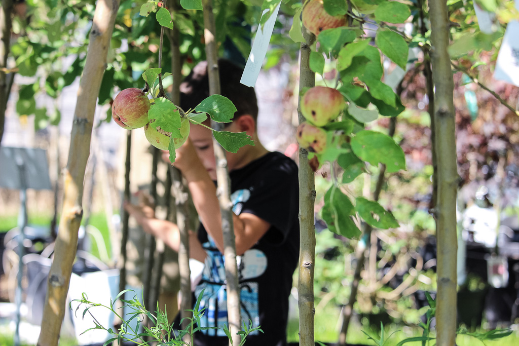 Logan Apple Apple Tree